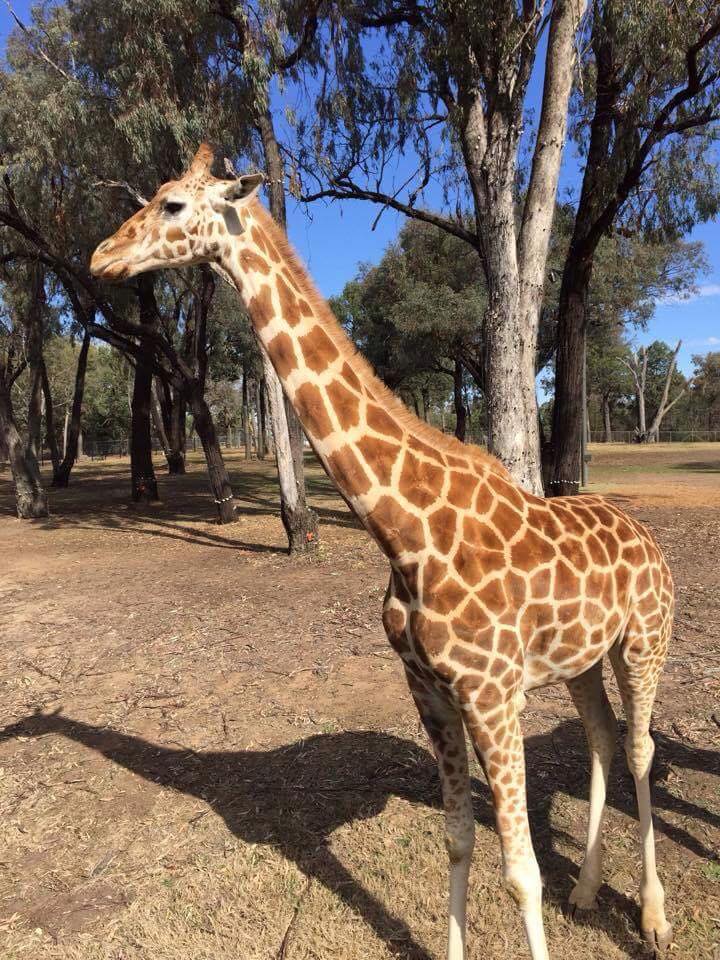 Buildingwise Inspections, from Newcastle to Dubbo Zoo, Giraffe