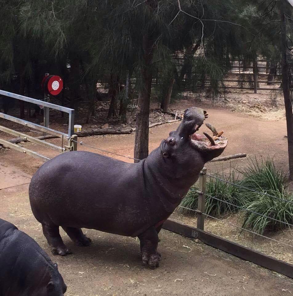 Buildingwise Inspections Dubbo Zoo Hippo